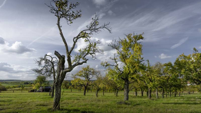 Common Tree Hazards That Appear After Storms in Stoughton