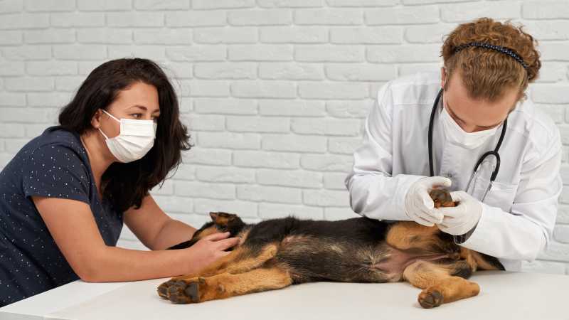Post Op Pet Recovery: What Happens In The First 24 Hours After Surgery