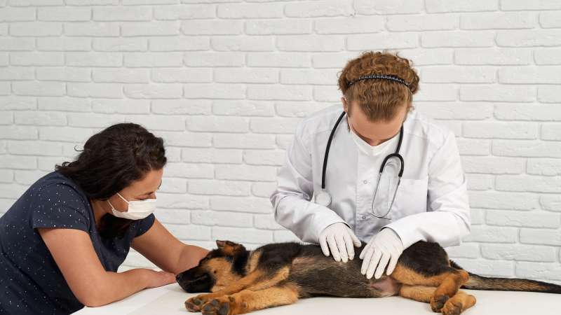 3 Questions Every Pet Owner Should Ask Their Veterinary Clinic